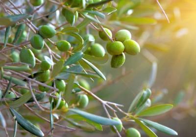 Georgoudis SA on its strategic partnership with Aceitunas Guadalquivir (AG) Olives Group